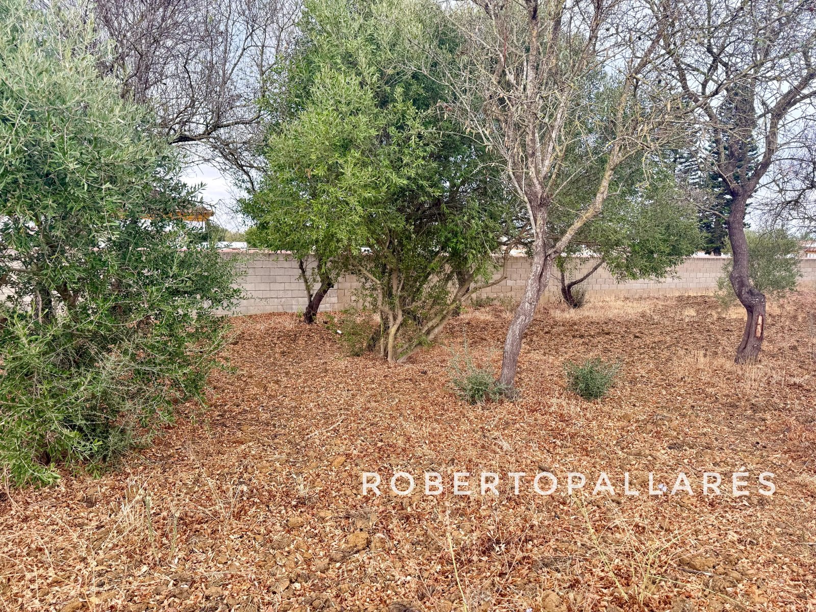 WhatsApp Image 2025-09-29 at 19.21.31 (1)